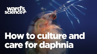 Caring and Culturing for Daphnia [upl. by Goldman]