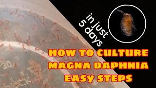 How to Culture Magna Daphnia Easily [upl. by Bat]