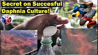 How to Culture Daphnia Successfully [upl. by Egni]