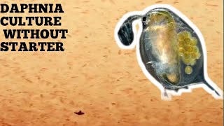 HOW TO CULTURE DAPHNIA NATURALLY WITHOUT A STARTER [upl. by Ahsiat818]