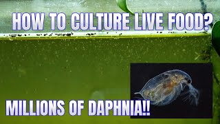 How to Culture Daphnia Secret Method to Breed MILLIONS  Simply Aquatic [upl. by Hardwick]