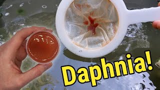 How I Culture Daphnia In Outdoor Tubs [upl. by Abisia]