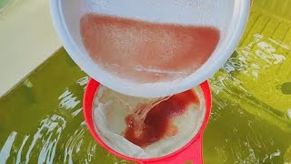 How to culture daphnia  Daphnia culture  How to grow daphnia outdoor [upl. by Favrot]