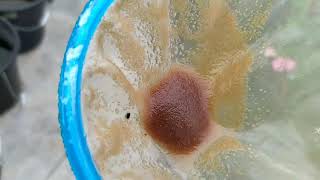 How to culture daphnia moina in a small container Part 1 English Subtitle [upl. by Jeannine]