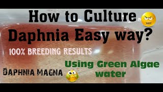 Daphnia MagnaHow to Culture Daphnia Easy wayCulturing Daphnia using Green water Daphnia [upl. by Kiraa]