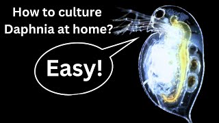 BEST Live Fish Food Beginner guide How to Culture Daphnia at home [upl. by Langille591]