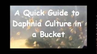 How to culture daphnia outside [upl. by Onofredo]