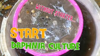 How to culture daphnia moina the easy way 1  Starting the Daphnia culture [upl. by Newberry171]