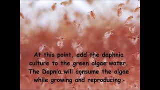 Daphnia  How to grow daphnia in your home [upl. by Prescott]