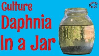 How to Culture Daphnia in a Jar [upl. by Akerdal277]