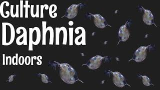 How to Culture Daphnia [upl. by Hairej]