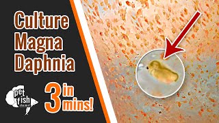 How to culture DAPHNIA MAGNA  The easy way [upl. by Bigler]