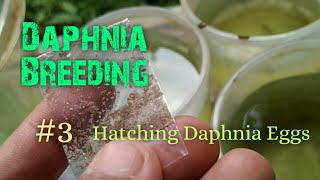 Daphnia Culture made simple and easy 3  Hatching Daphnia eggs [upl. by Ahseiym]