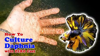 How to Culture Daphnia with ZERO Cost  Unlimited Live Food For Our Fish [upl. by Kreda]