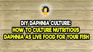 DIY Daphnia Culture How to Culture Nutritious Daphnia as Live Food for Your Fish [upl. by Yenor]