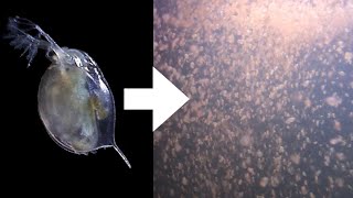 How I Culture Daphnia [upl. by Nur]