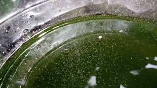 DAPHNIA MOINA CULTURE IN A SMALL BUCKET [upl. by Stanford705]