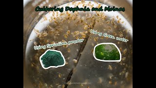 How To Culture Daphnia and Moinas using Green Water Spirulina powder [upl. by Eronaele]