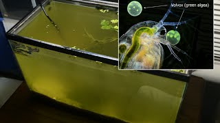 Raising Daphnia for the Freshwater Aquarium [upl. by Lucina490]