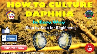 HOW TO CULTURE DAPHNIA In Easy Way [upl. by Suoirad854]